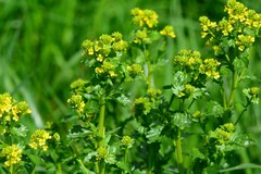 Barbarea vulgaris