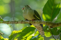 Treron curvirostra