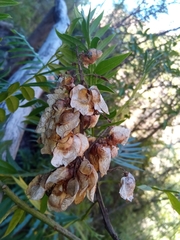 Dodonaea madagascariensis