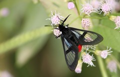 Aethria paula