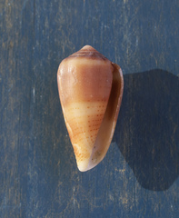Conus pauperculus