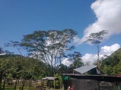 Pseudosamanea carbonaria