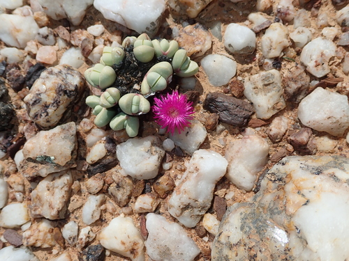 Argyroderma framesii