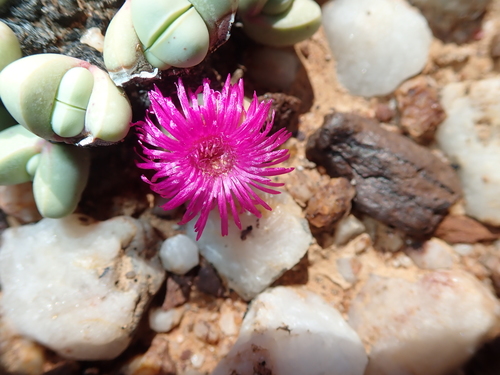 Argyroderma framesii
