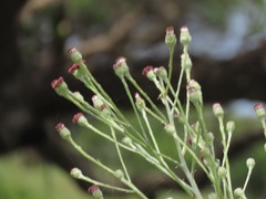 Senecio discodregeanus