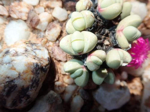 Argyroderma framesii