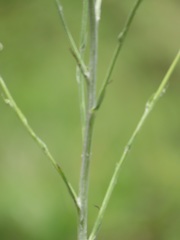 Senecio discodregeanus