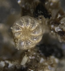 Elphidiidae