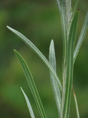 Senecio discodregeanus