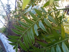 Dodonaea madagascariensis