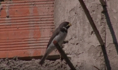 Sporophila caerulescens