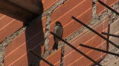 Sporophila caerulescens