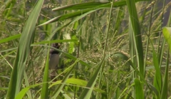 Sporophila caerulescens