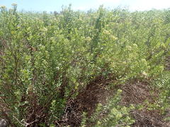 Nidorella ivifolia