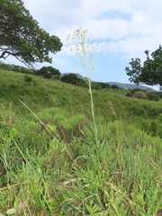 Senecio discodregeanus