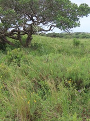 Senecio discodregeanus