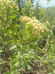 Nidorella ivifolia