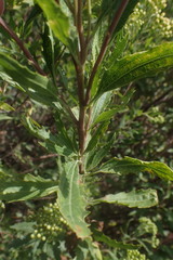Nidorella ivifolia