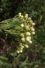 Nidorella ivifolia
