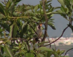 Saltator aurantiirostris