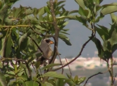 Saltator aurantiirostris