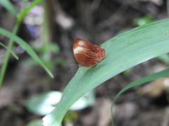 Abisara saturata kausambioides