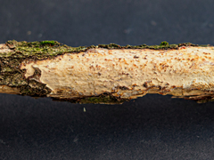 Vuilleminia comedens