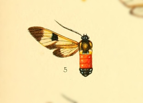 Leucotmemis margariphera