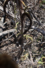 Pseudognaphalium oligandrum