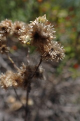 Pseudognaphalium oligandrum