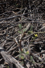 Erucastrum strigosum