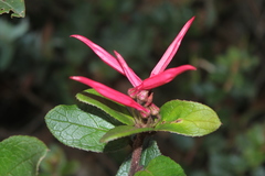 Siphocampylus scandens