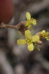 Erucastrum strigosum