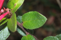 Siphocampylus scandens
