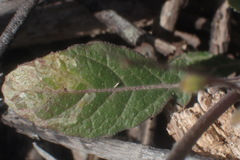 Erucastrum strigosum