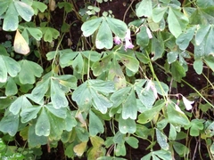 Oxalis geralensis