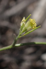 Erucastrum strigosum