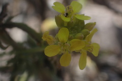 Erucastrum strigosum