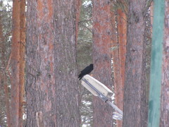 Corvus corone