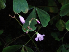 Oxalis geralensis