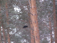Corvus corone