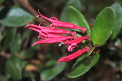 Siphocampylus scandens