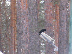 Corvus corone