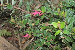 Siphocampylus scandens