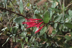 Siphocampylus scandens