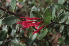 Siphocampylus scandens