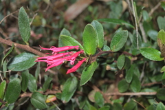 Siphocampylus scandens