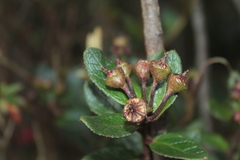Siphocampylus scandens