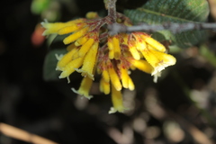 Palicourea aschersonianoides
