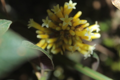 Palicourea aschersonianoides